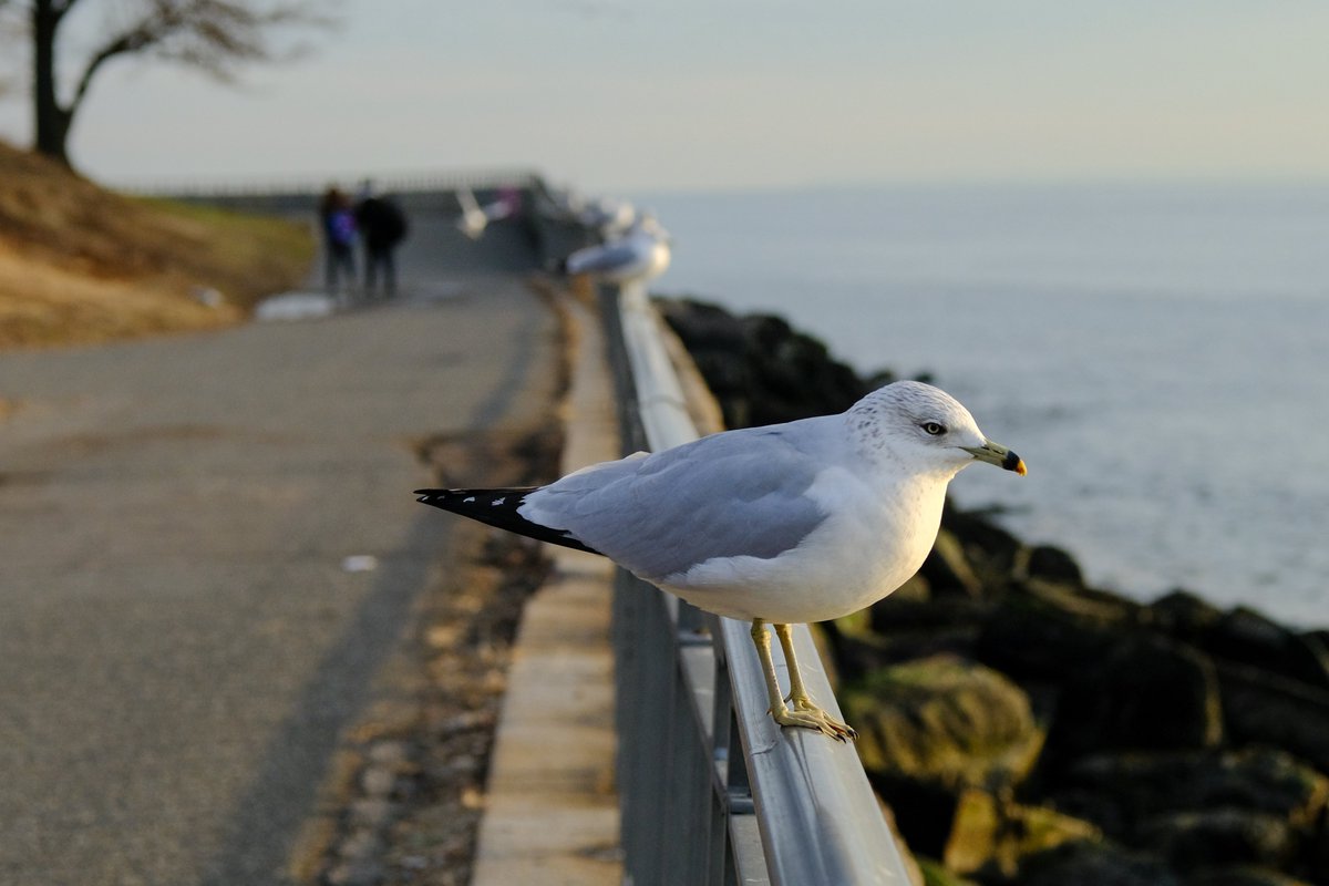 NYC Parks tweet media