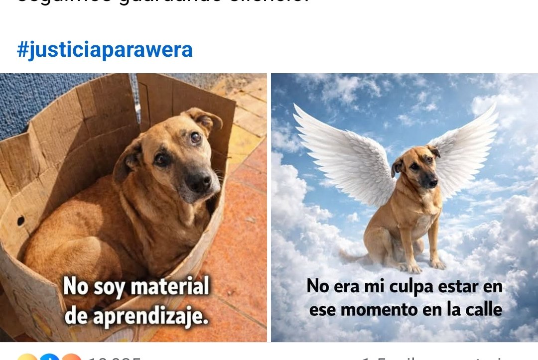 Abogado Animalista tweet media