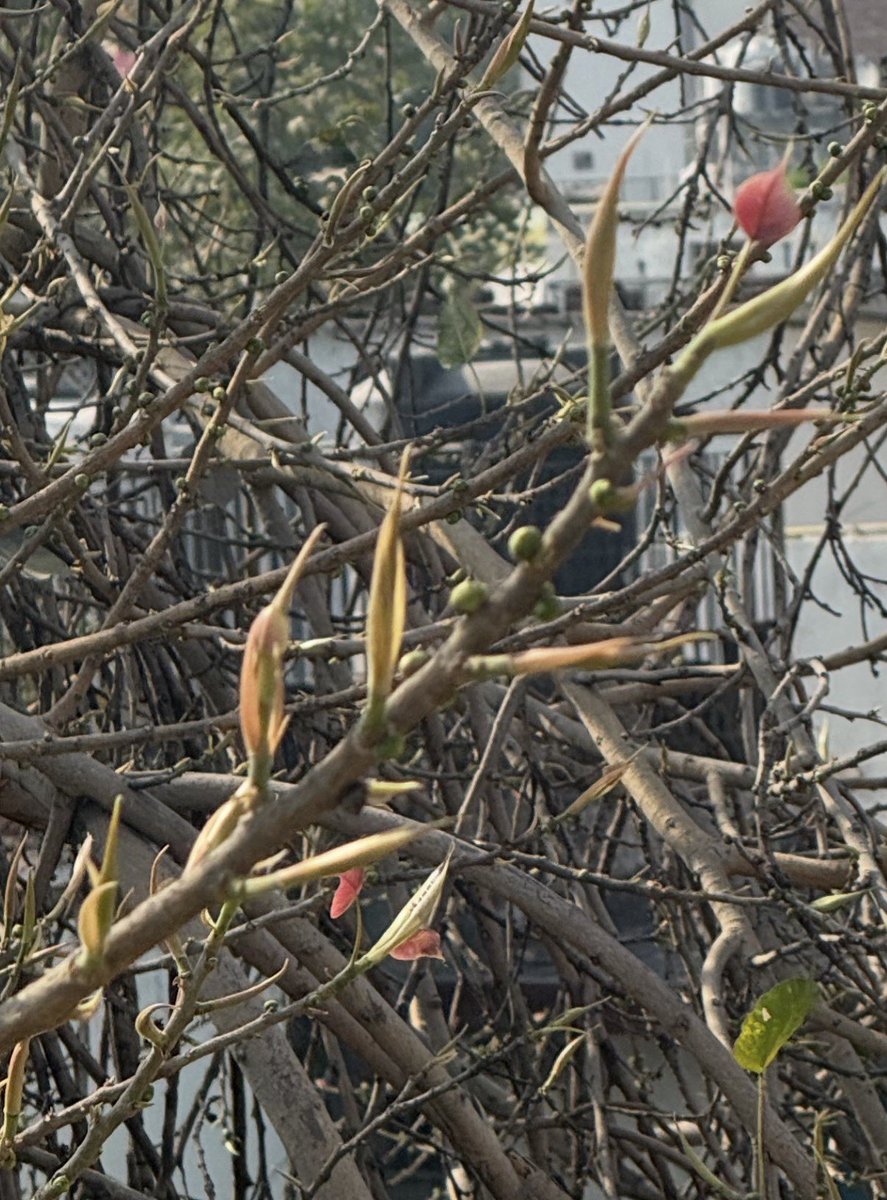 Vijay Kant navani tweet media