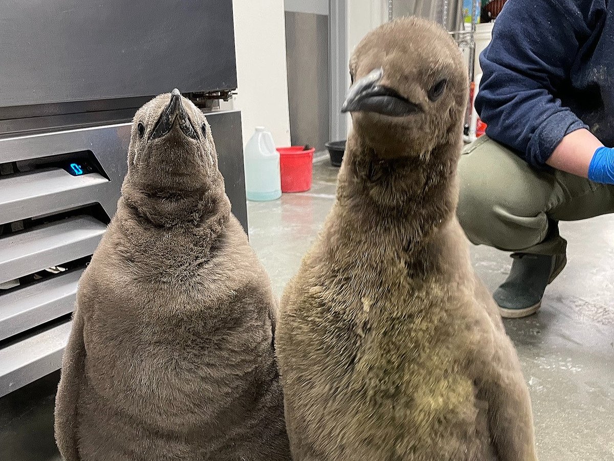 Kansas City Zoo & Aquarium tweet media