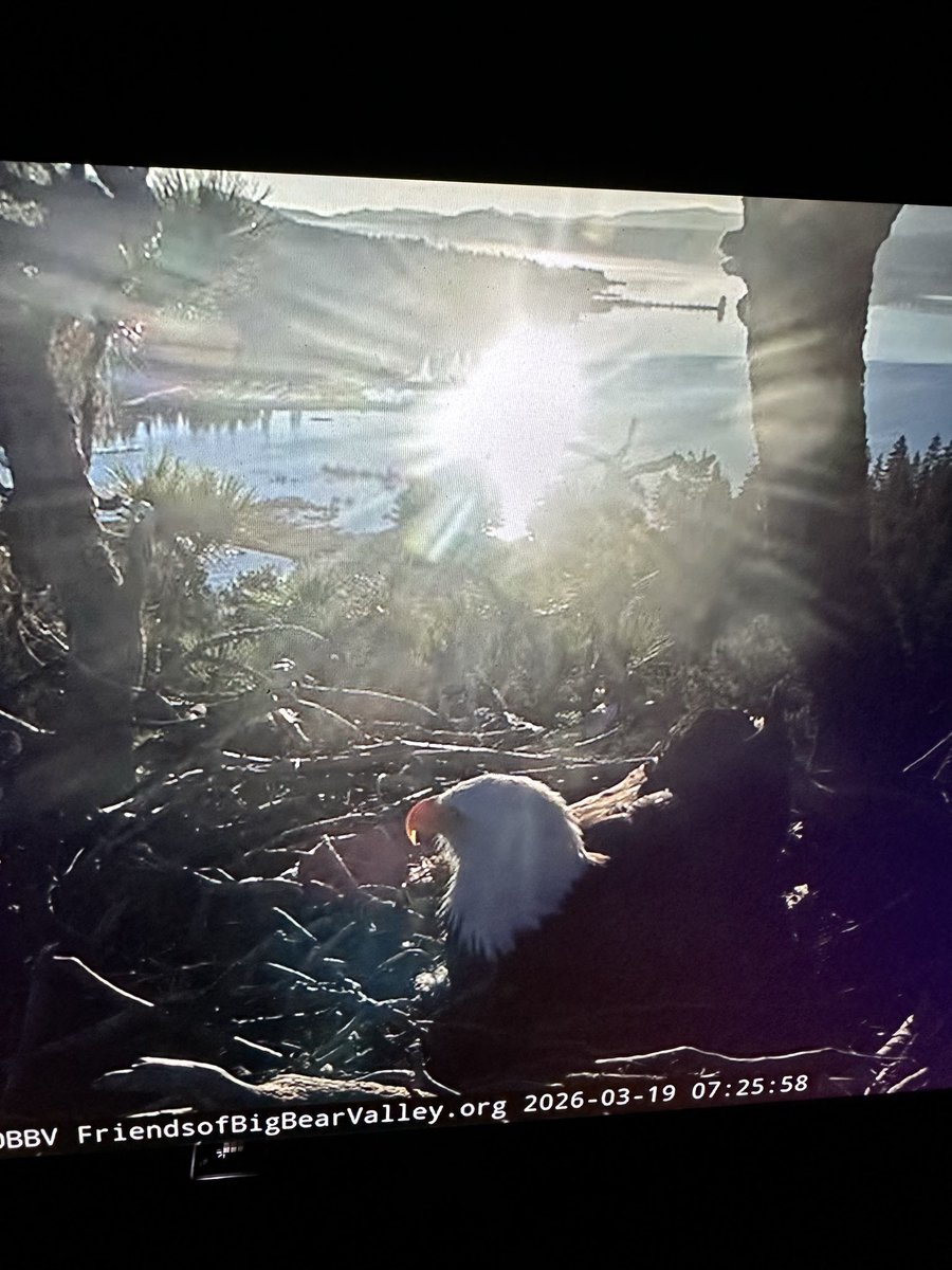 AnnieLoren23267's tweet photo. Happy blessed Thursday everyone! Shadow  daddy doing egg duty 🪺 while Jackie is out getting a 🐠 🤣💕❤️🙏 9 more days babies coming ���� 🐣 💘🙏 #jackieandshadow #friendsofbigbearvalley https://t.co/RaKWx7tg9r