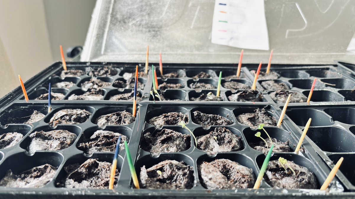 Northern Fella -aka AF tweet media