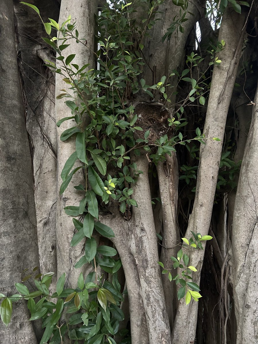 ZuoMaiGie 做麼嘅 tweet media