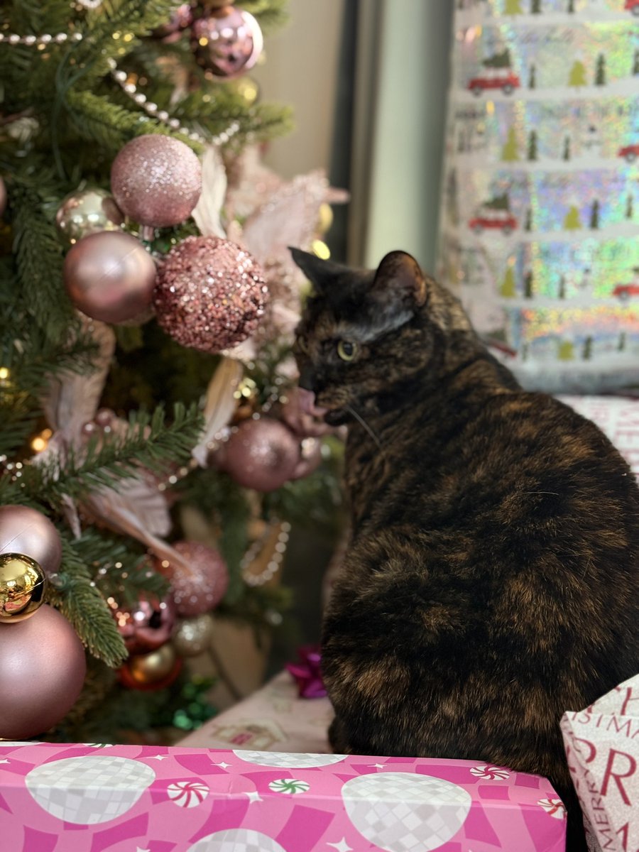 ReturnofJorddo's tweet photo. @ShiinaBR Hey @EpicGames plz give us a tortiseshell cat plz i need her with me https://t.co/KnGhqFTw5A