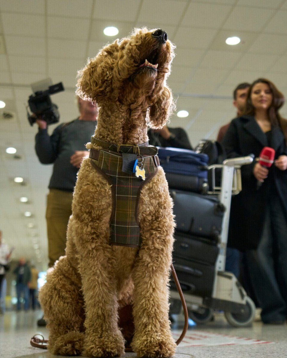 FRANCE 24 English tweet media