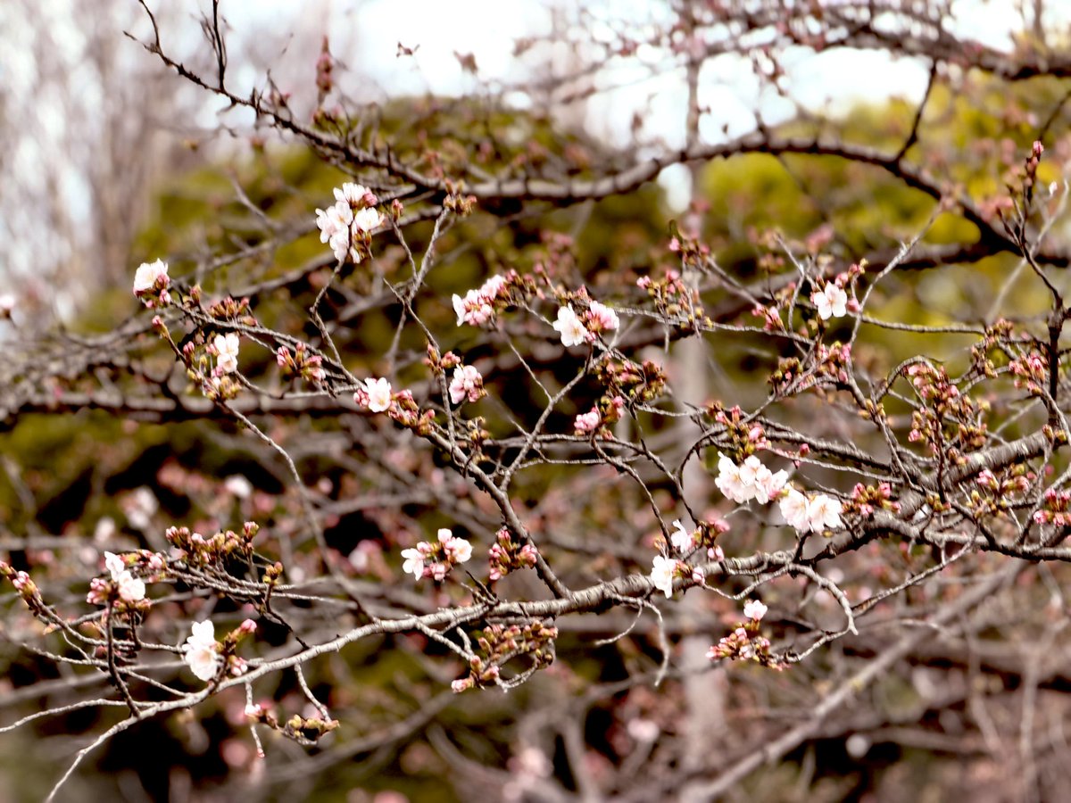 キチナビ@吉祥寺のランチカフェ・地域ブログサイト tweet media