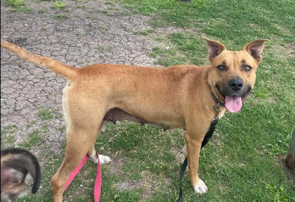 SamfromSpain♥️🐕🦮🐈‍⬛🐈 tweet media