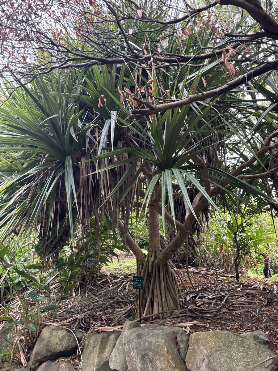 🐙わさろお🦑 tweet media