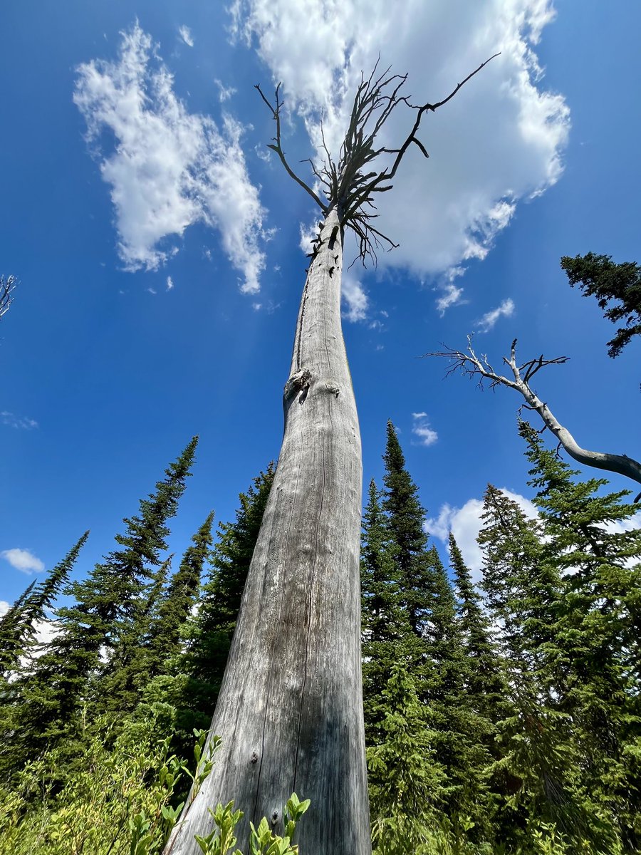 Cheryl ☕️🐈 🏕 🎼 tweet media