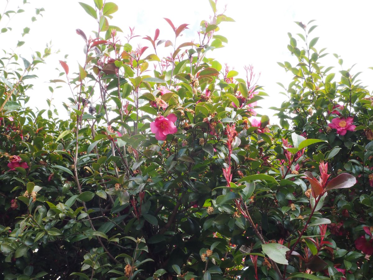 megaMaruta's tweet photo. 花を撮って来ました、今日は、Aモードを使って、F値をいじりながら撮ってみました！！桜が満開になるのが楽しみです！

「OM-D E-M10 Mark III」

 #まちゃねこ日記 #OLYMPUS
 #花 #カメラ初心者 #カメラ活動 https://t.co/PPsiLgfn9n