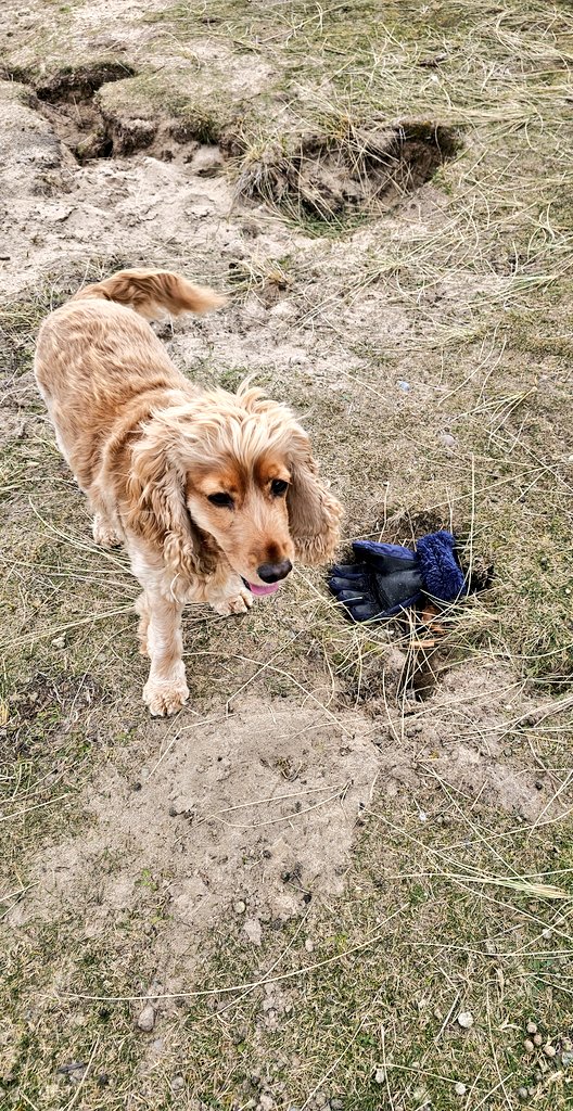 Bess who's very bonnie. tweet media