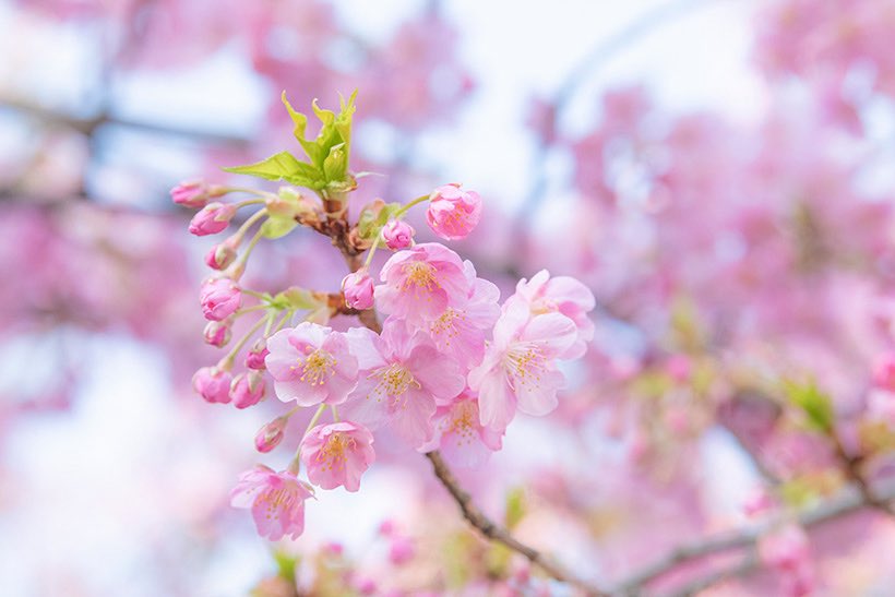 ちいたび🐭子連れディズニー情報 tweet media