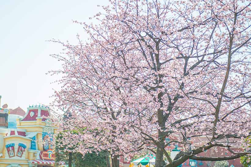 ちいたび🐭子連れディズニー情報 tweet media