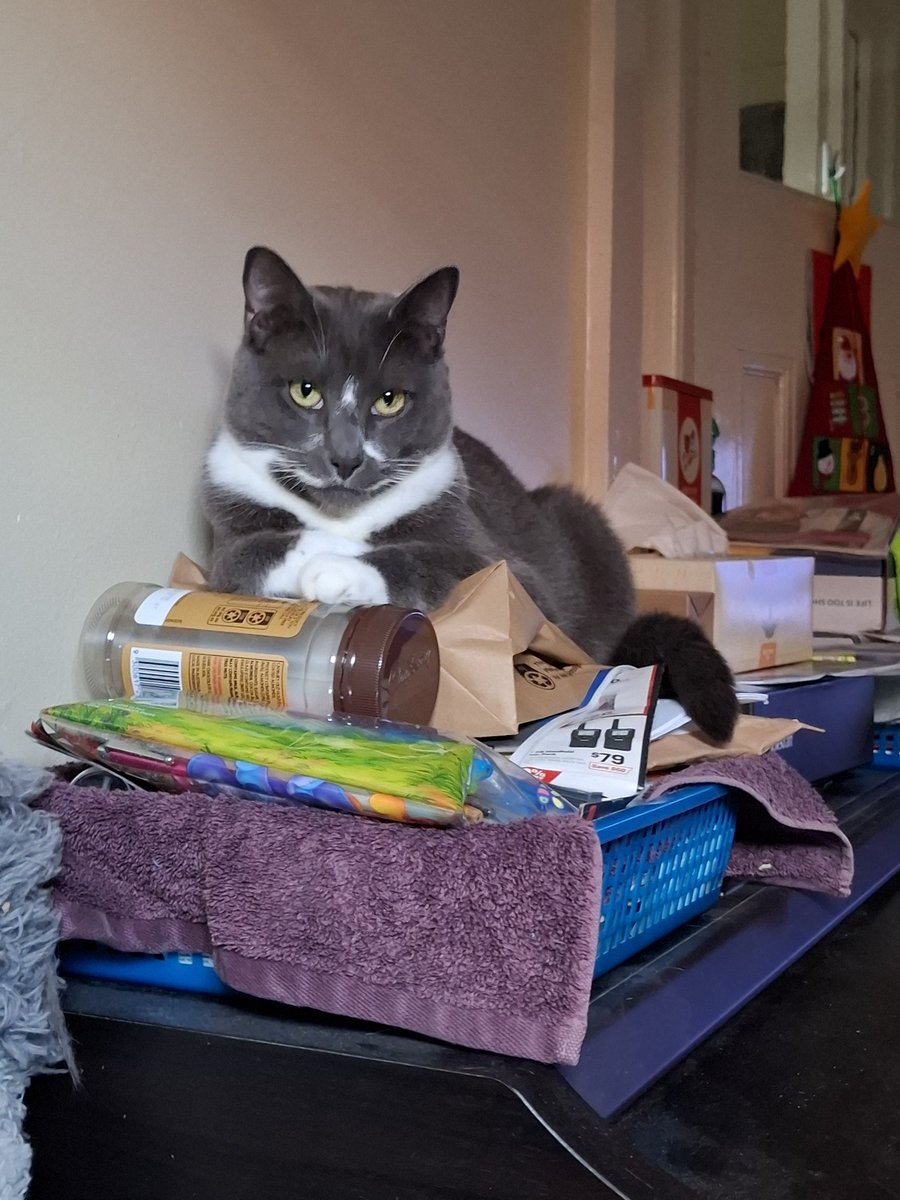 Atticus The Catticus. Xtreme sleeping Champion. tweet media