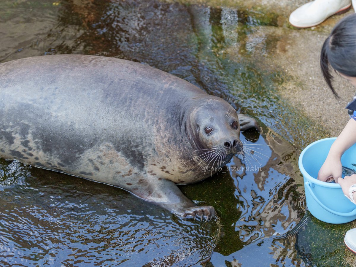 下田海中水族館 カブト 2026/02/22 #アザラーに優しい水族館 #毎日下田 