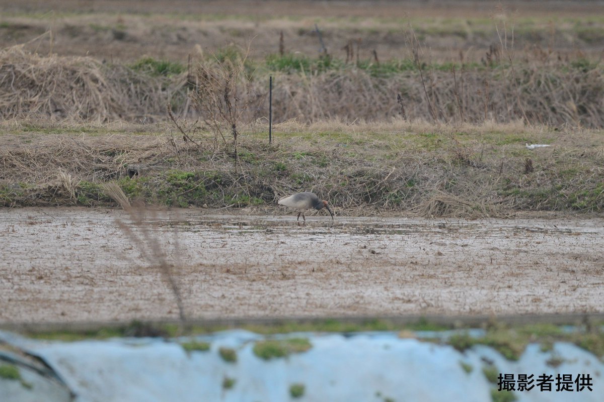 環境省 佐渡自然保護官事務所 tweet media
