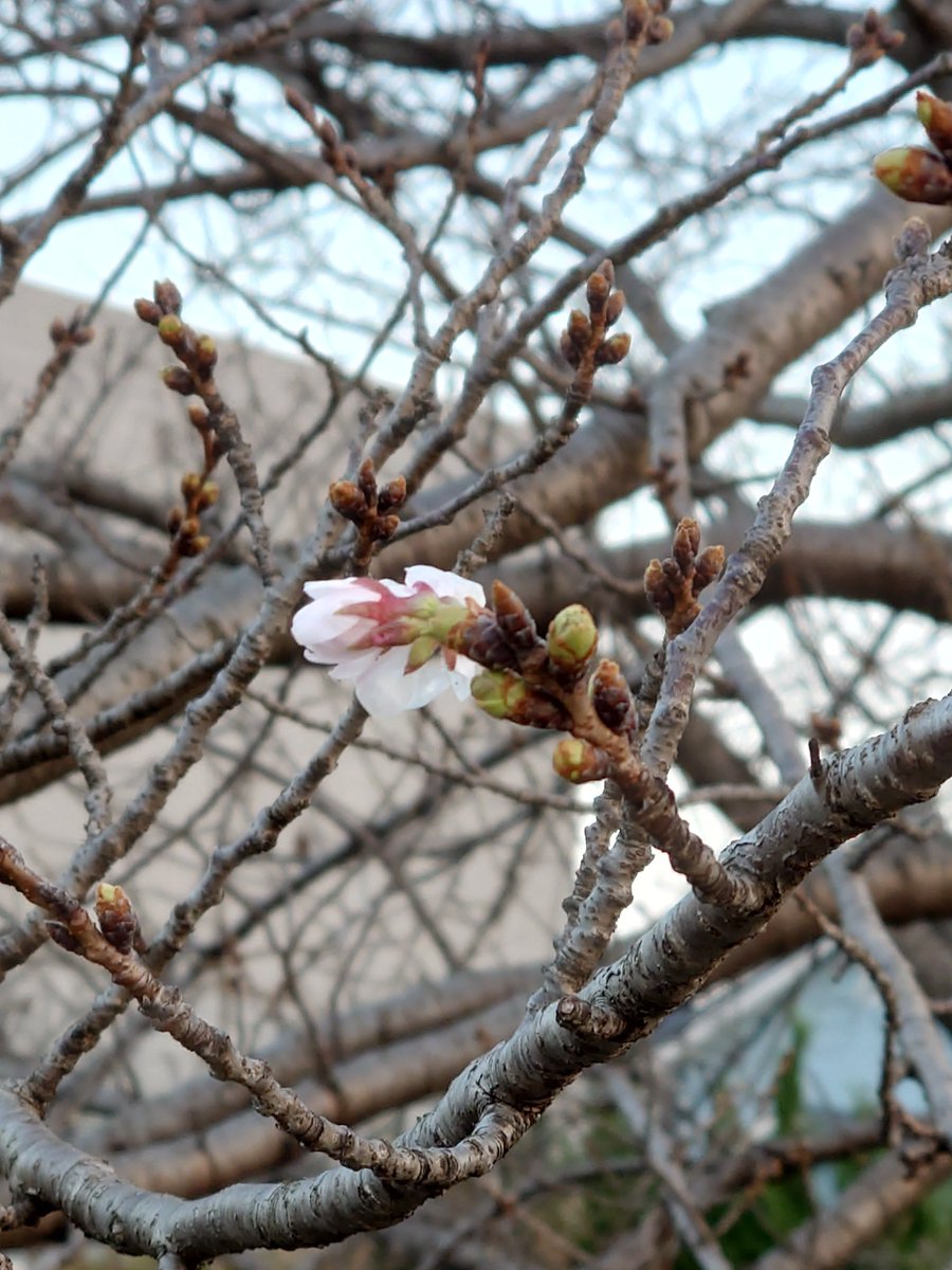 ぷっくぷくの桜の蕾
たまらず咲いたあわてん坊
開花予想は明日の20日
朝晩冷えるけどどうだろう？