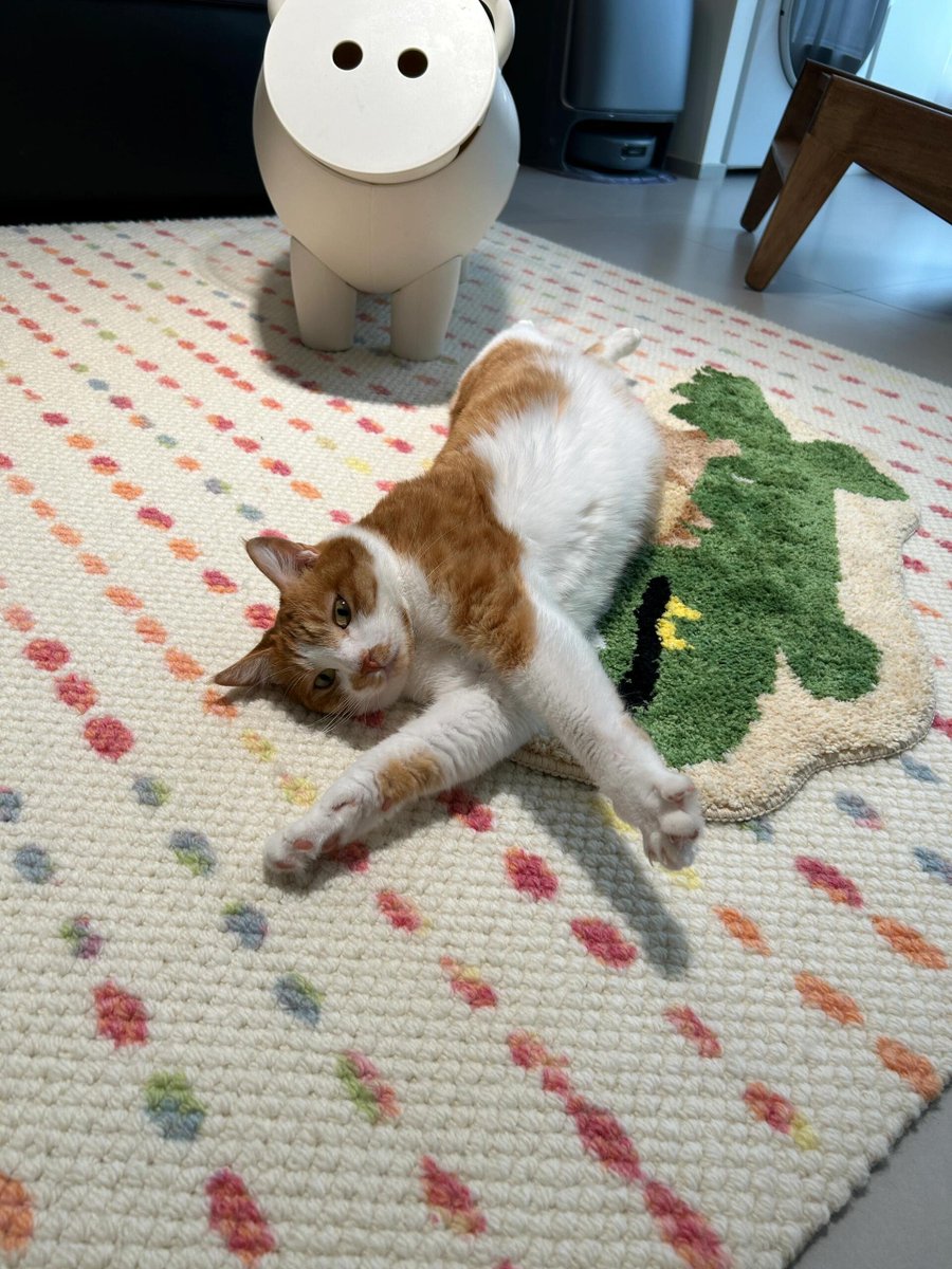 Mrexpo1's tweet photo. "Folding laundry while my cat steals the warm socks—small mess, bigger joy. " https://t.co/mH7p5DP1Du