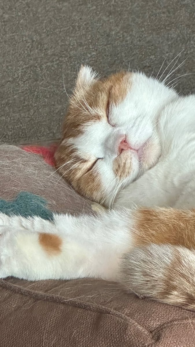 🦋🐶오예wi🐱🦊 tweet media