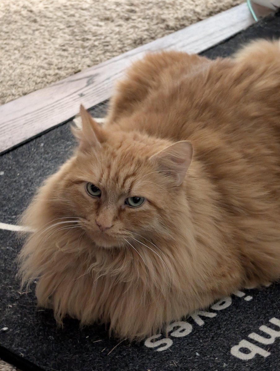 cryptofyre tweet media