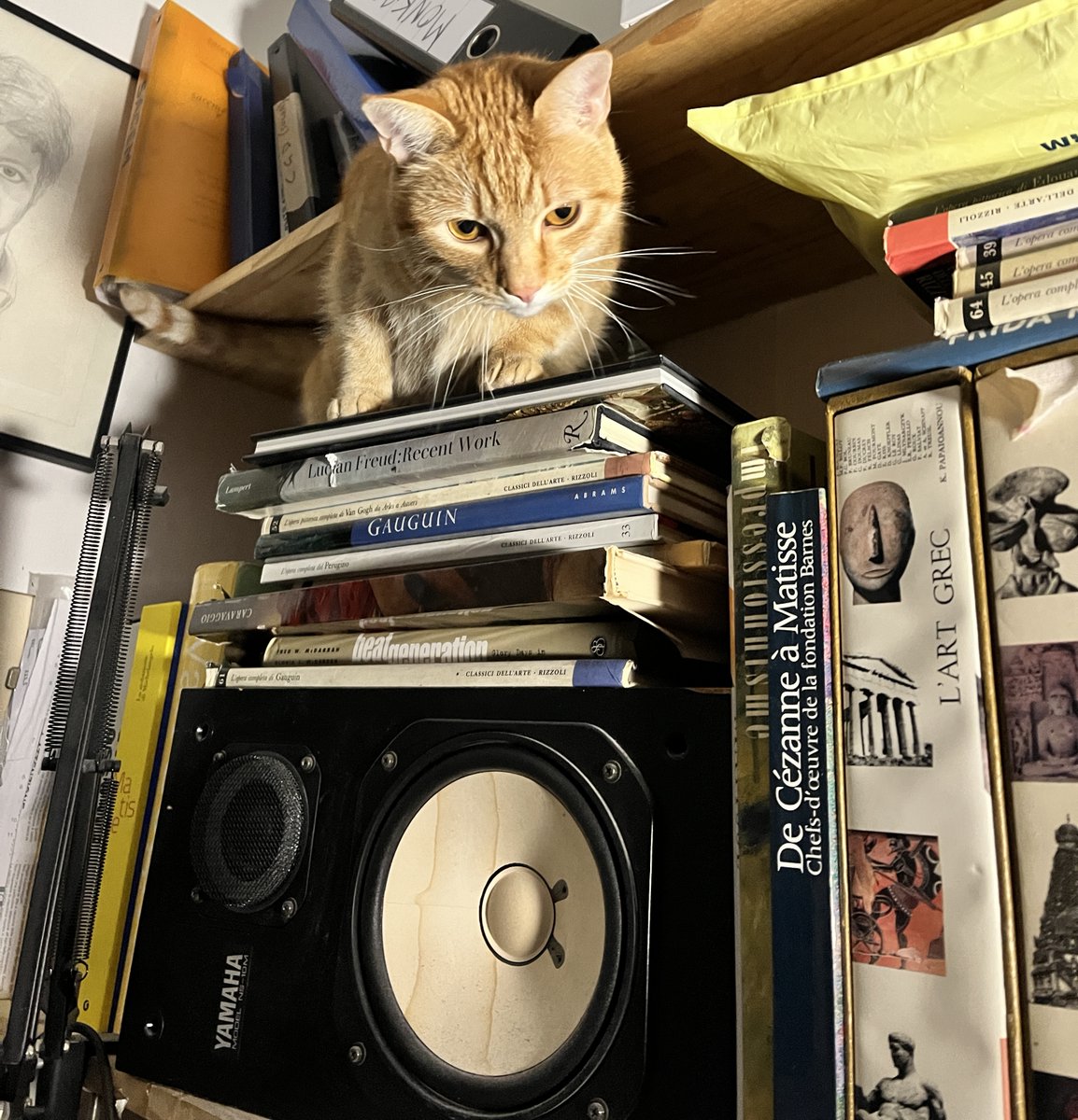 Sergio Caputo tweet media