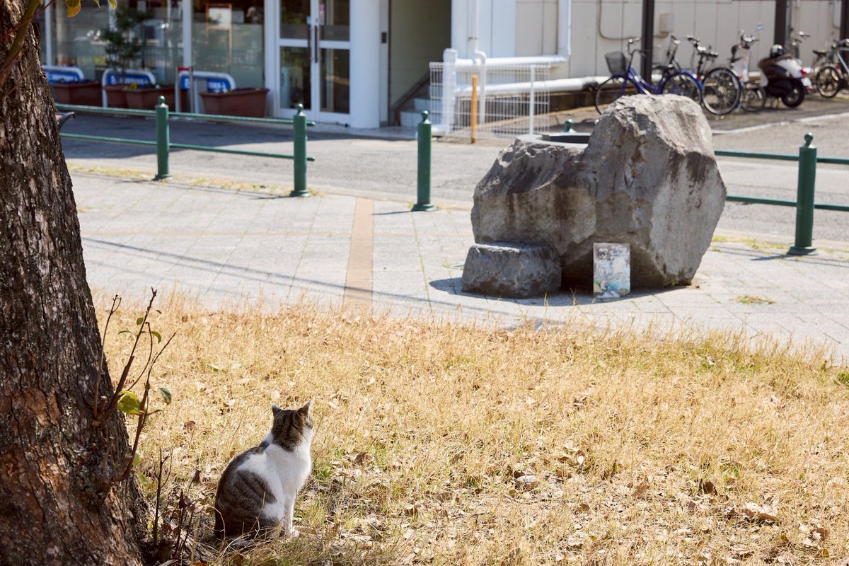 3/15 ノン 第2回 in別府

植木麻琴
《すべり台の下で雨宿りする黒猫》
海門寺公園（大分県別府市北浜２丁目３−２）
13:00-17:00

撮影:黒坂ひな