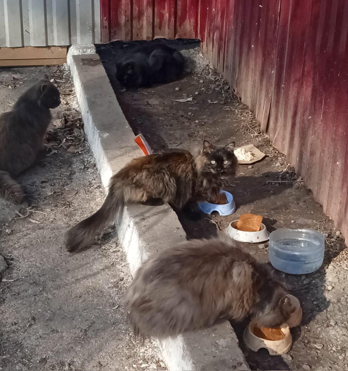 оленка змія tweet media