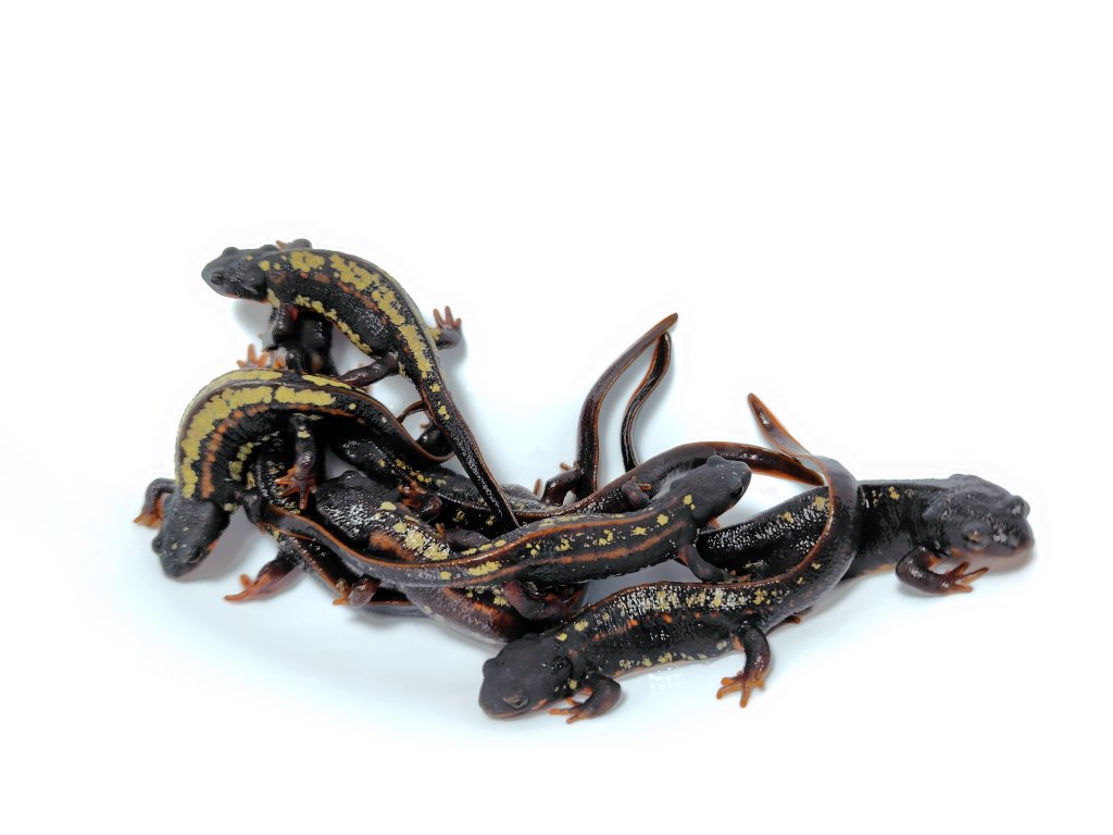 AQUA FORTUNE tweet media