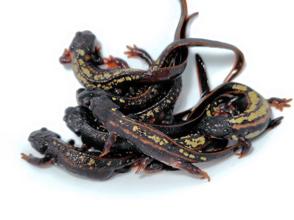 AQUA FORTUNE tweet media