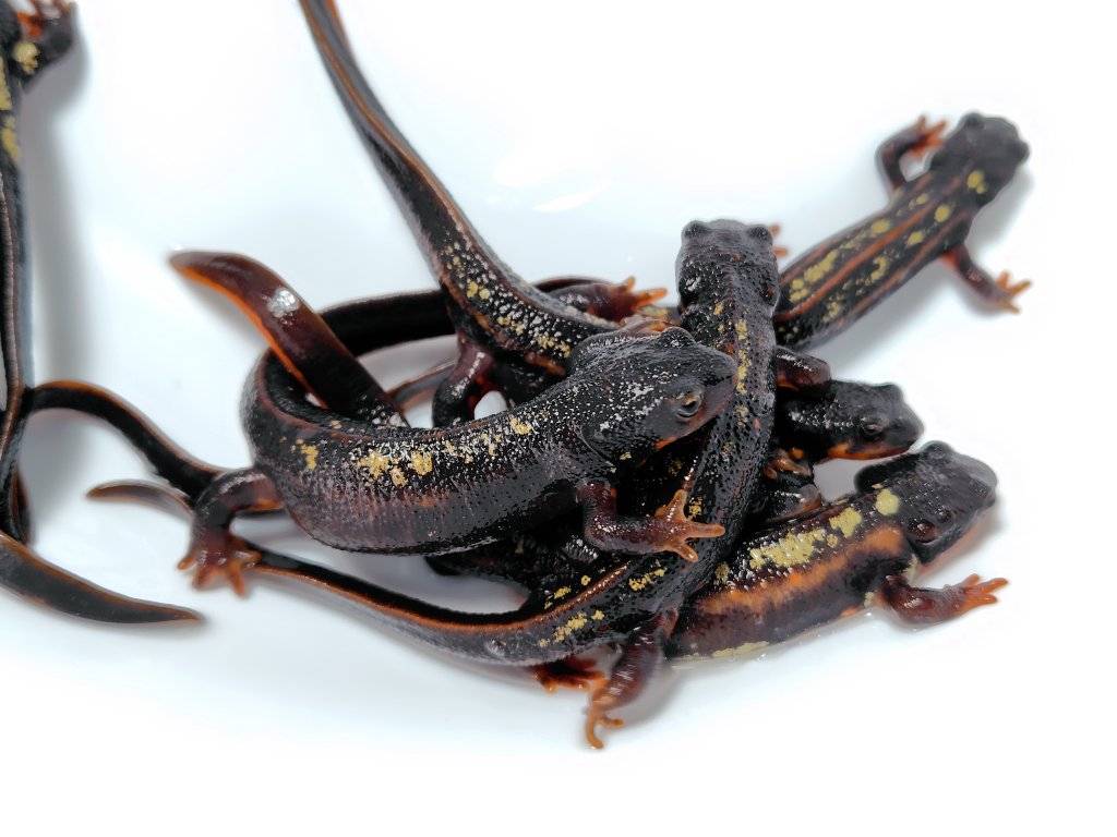 AQUA FORTUNE tweet media