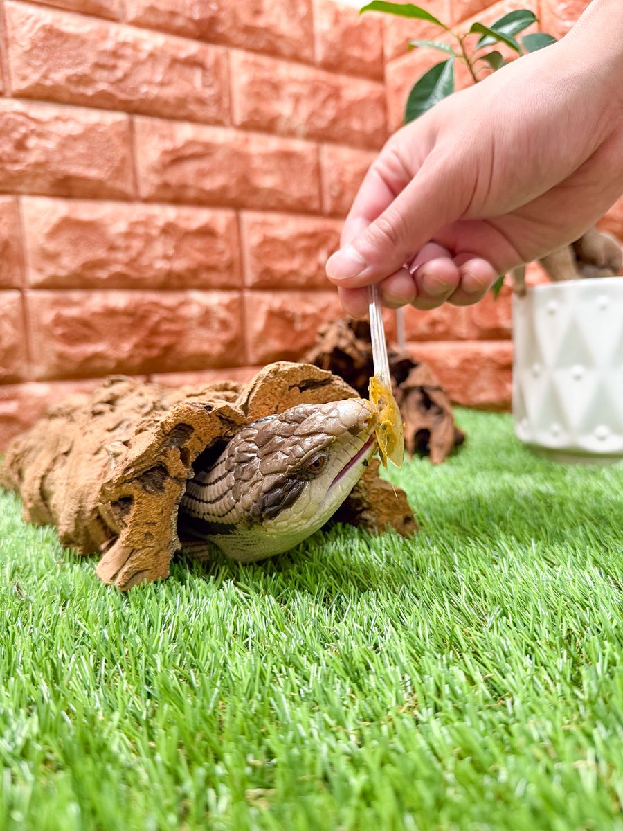 もふりっず|アオジタごはん|ナゴレプ tweet media