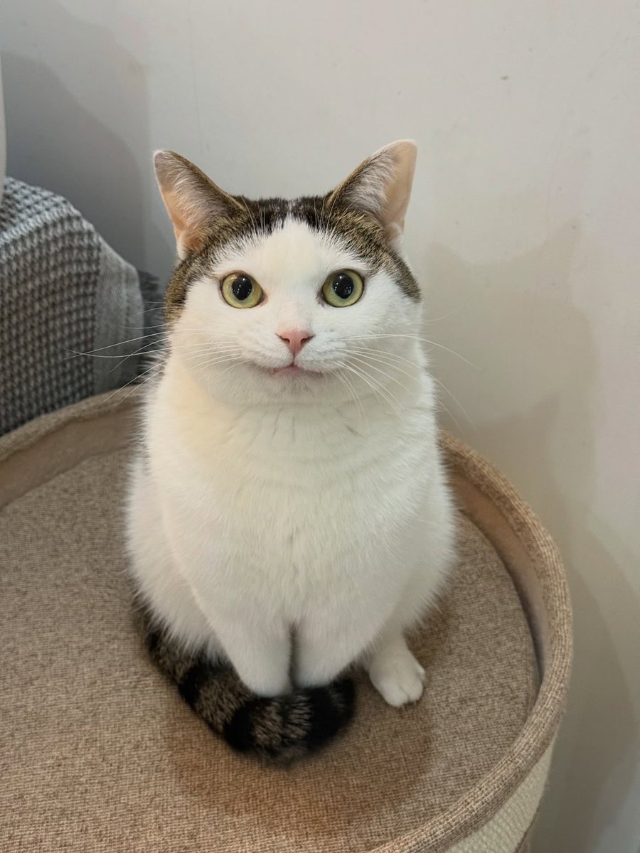 Cats for Happiness. tweet media