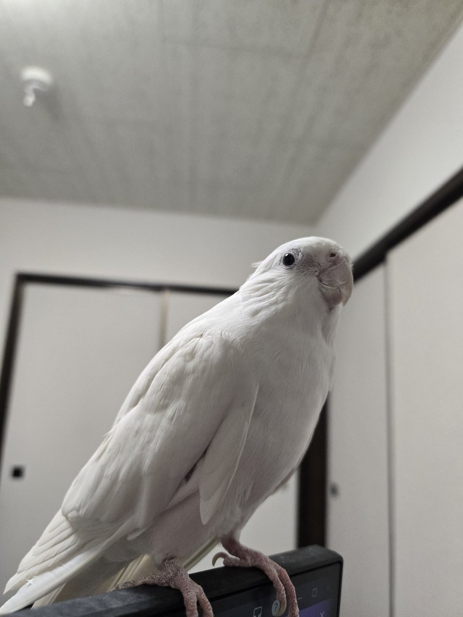 おにぎり tweet media