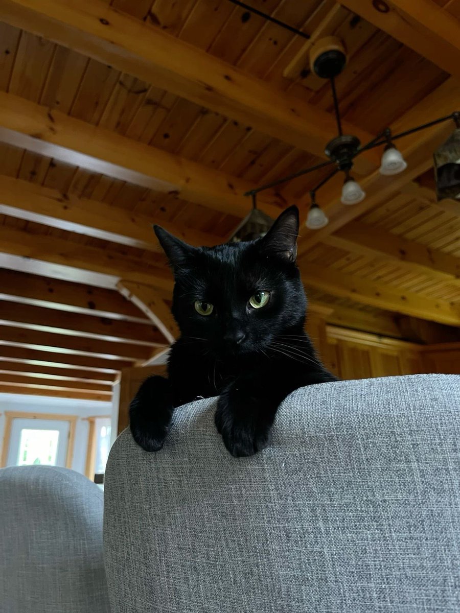 Black cats are not bad luck tweet media