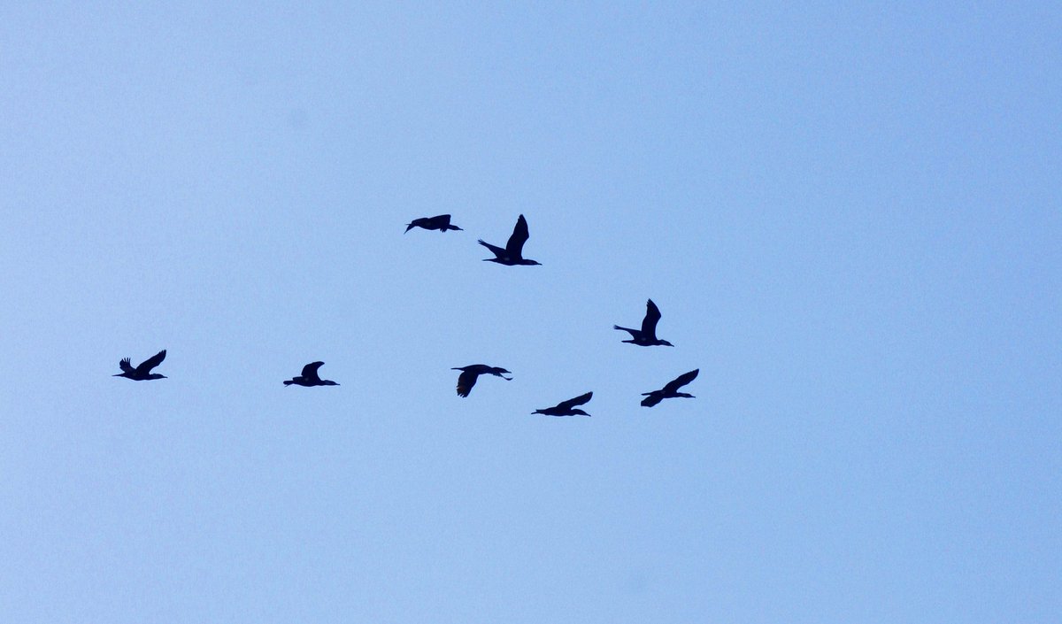 pikachudebigode tweet media