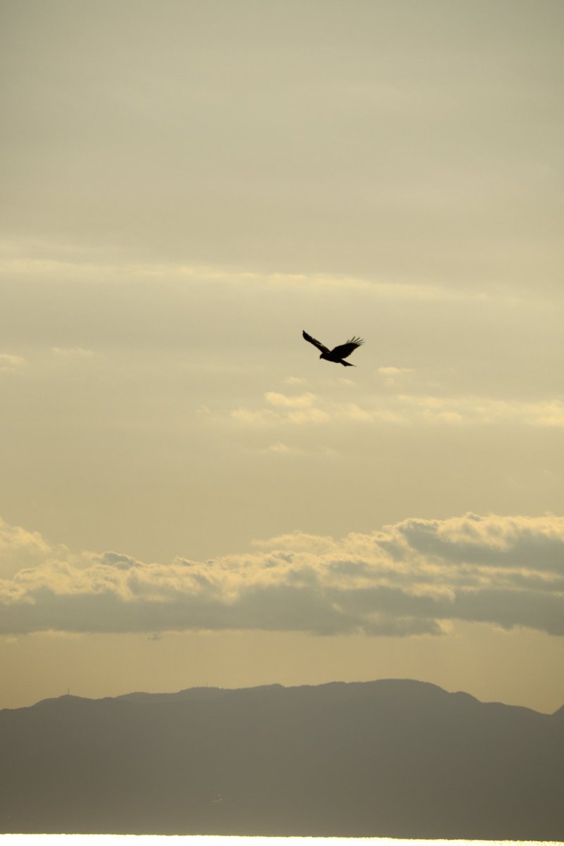 pikachudebigode tweet media