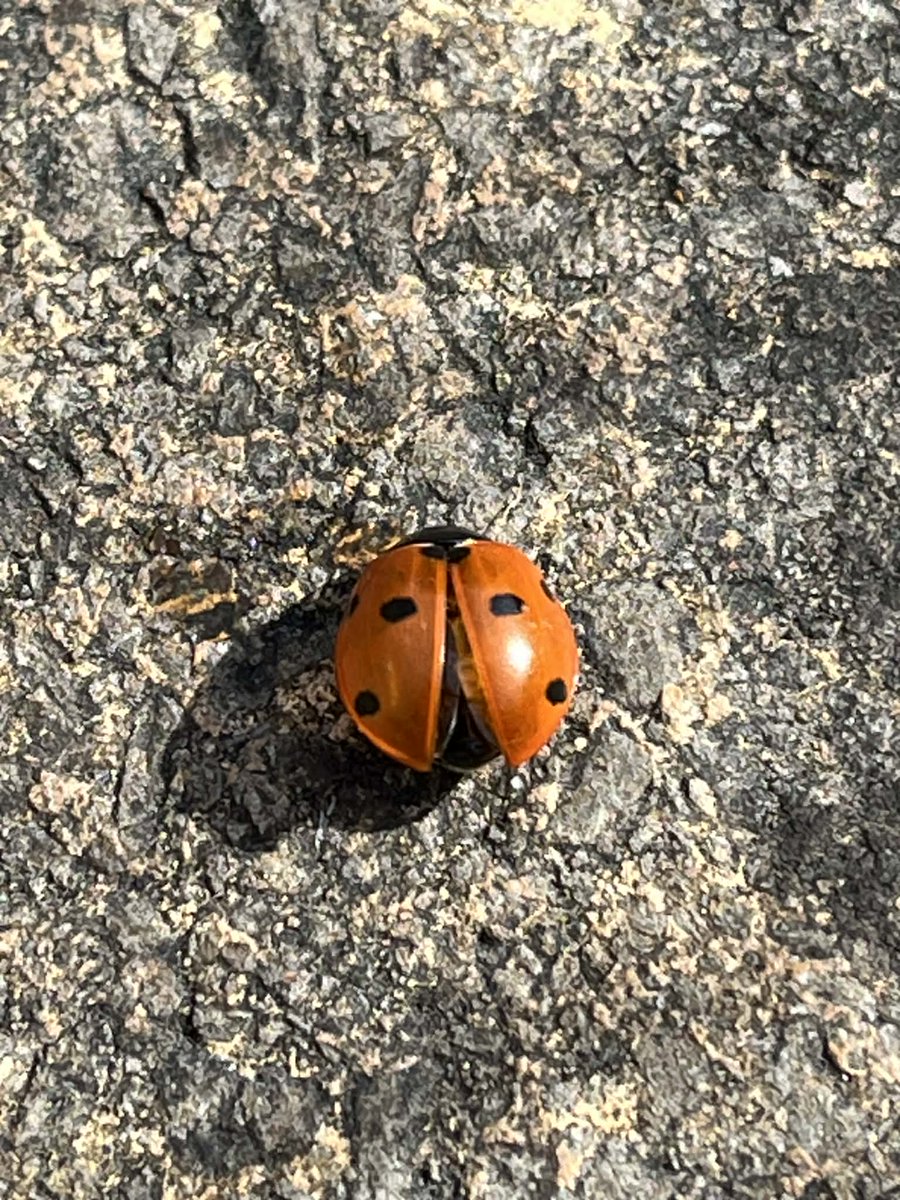 Lari Don tweet media