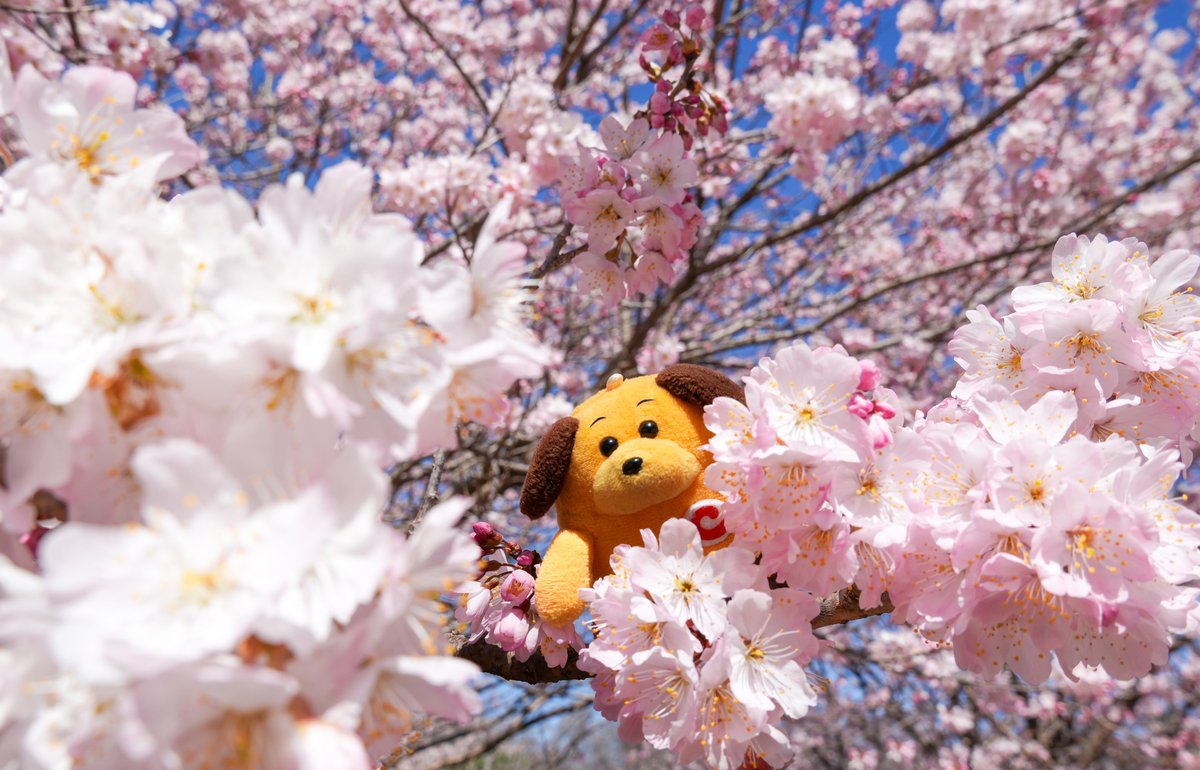 カスタム君 tweet media