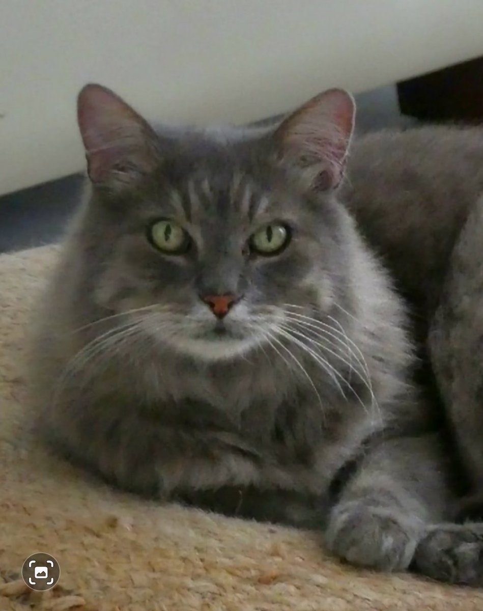 MillyCat 🌈 and RovyCat 🇦🇺 tweet media