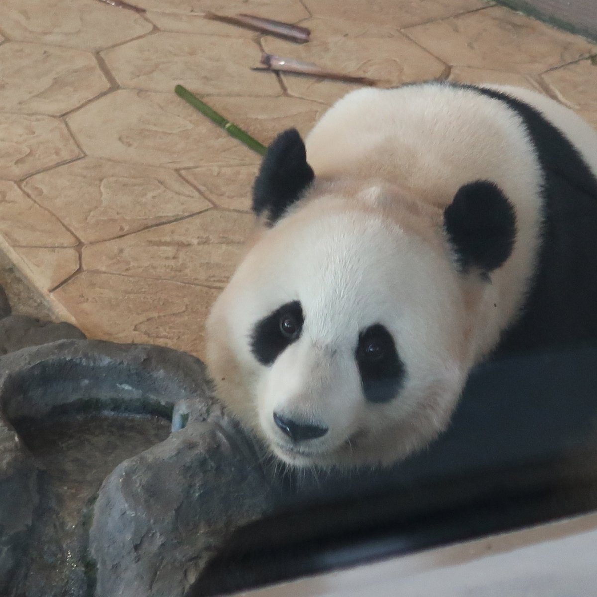 🐶@.コロン tweet media