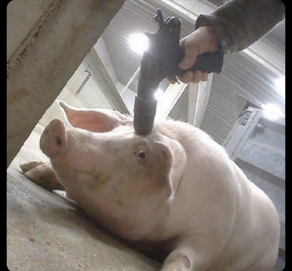 Cutloose tweet media