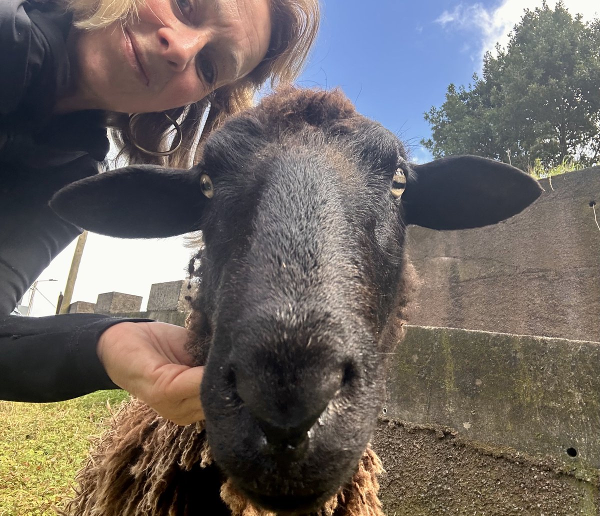 Annabaesle's tweet image. #ThroughbackThursday 

Neulich.
Das Kuschelschaf 😍 auf Madeira.