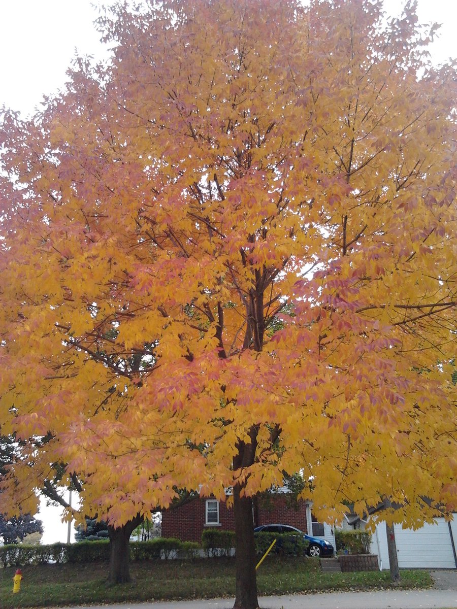 Blue62 🇨🇦 tweet media