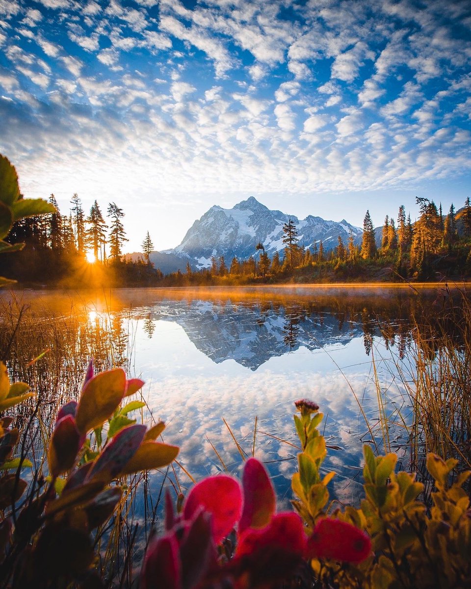 Purely Green tweet media