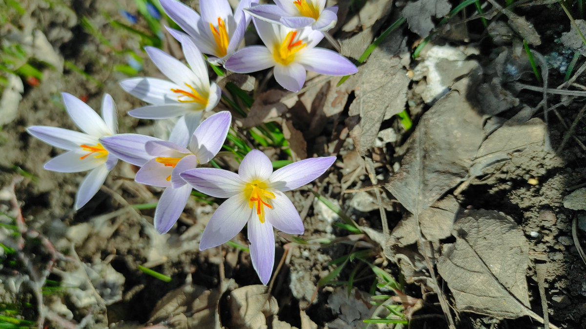 Julia ManekiNeko💫 | DRIP 💧 tweet media