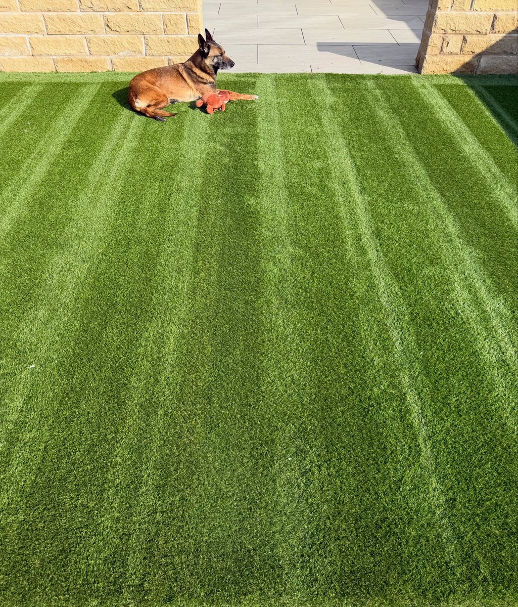 Macy & Bruno tweet media