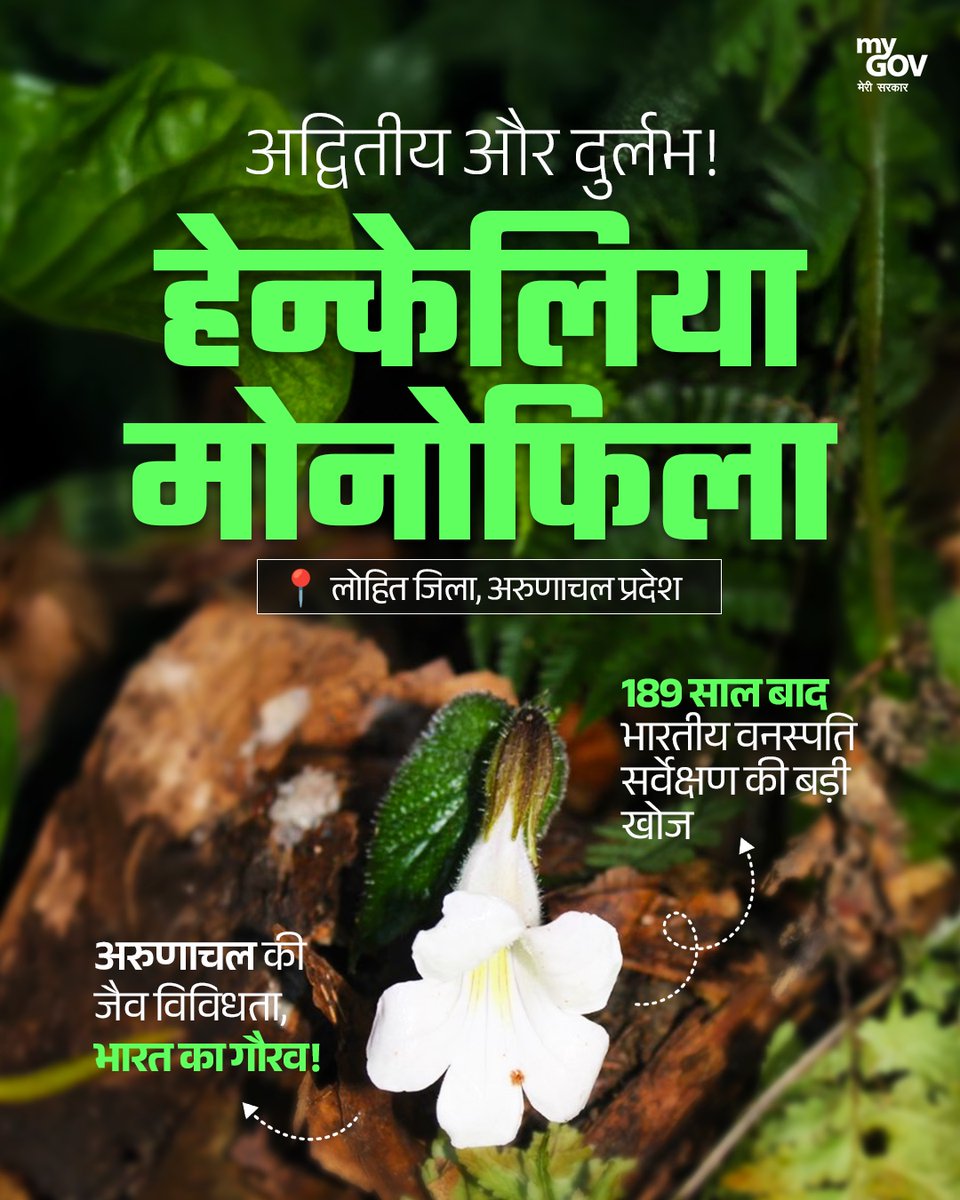 MyGovHindi's tweet photo. प्रकृति के आंचल से निकला एक दुर्लभ चमत्कार।

189 वर्षों बाद फिर से दिखी हेन्केलिया मोनोफिला, अरुणाचल प्रदेश के लोहित जिले में हुई अहम खोज। भारत की जैव विविधता की समृद्धि का जीवंत उदाहरण।

#Biodiversity #Nature 
#ArunachalPradesh https://t.co/7Xhu4JWCYO