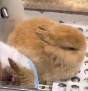 Hohenheim updates and shady tea(NOT A GIMMICK ACC) tweet media