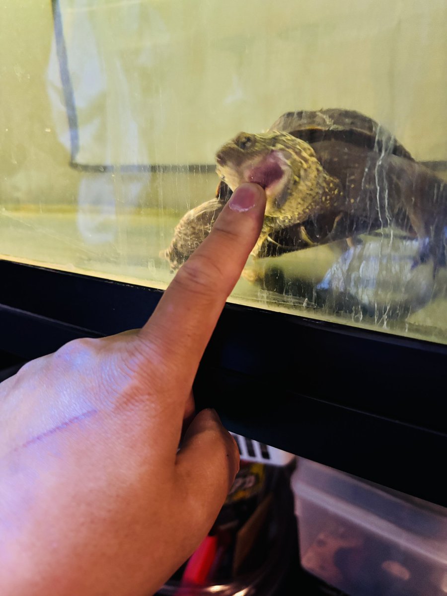 JS2LSB🐢 tweet media