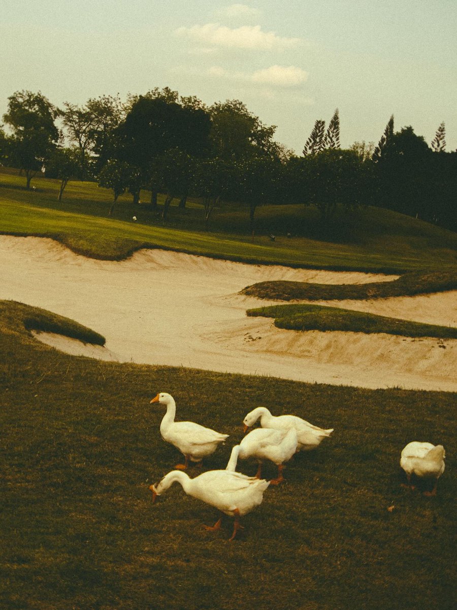 BenzAlert Brasil FC 🇧🇷 tweet media